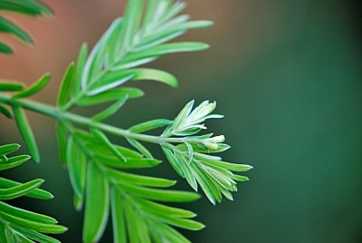 Metasequoia glyptostroboides 'White Spot' - metasekvoje čínská - jarní výhonek - detail